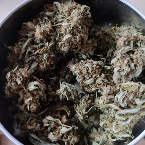Gelato #2 growlog photo: Knappe Hälfte der Ernte