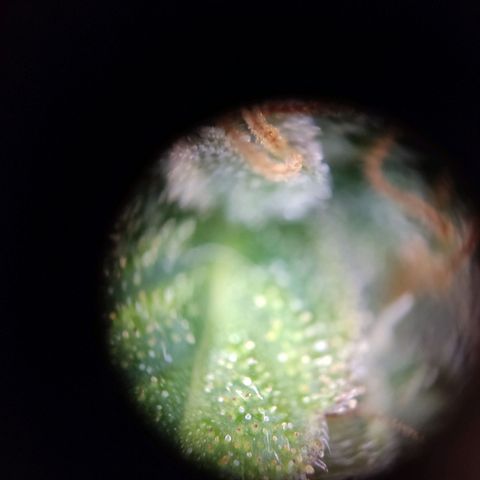 "Ani" Gelato #1 growlog timeline photo