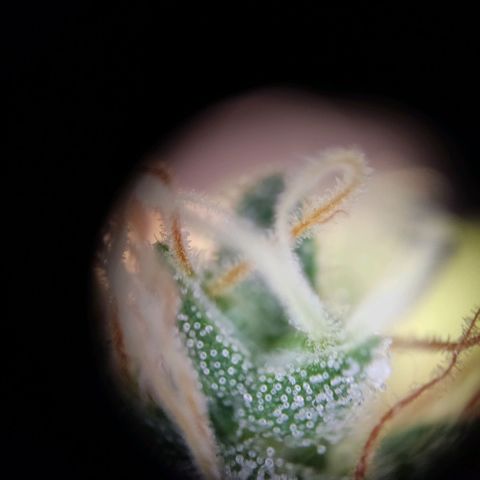 "Ani" Gelato #1 growlog timeline photo
