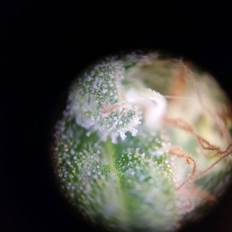 "Ani" Gelato #1 growlog timeline photo