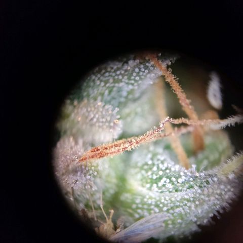 "Ani" Gelato #1 growlog timeline photo