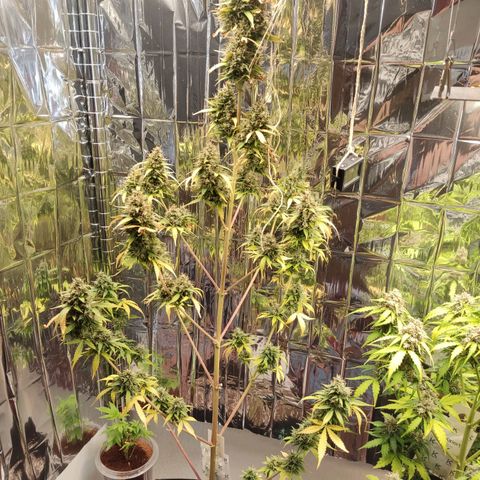 "Ani" Gelato #1 growlog timeline photo
