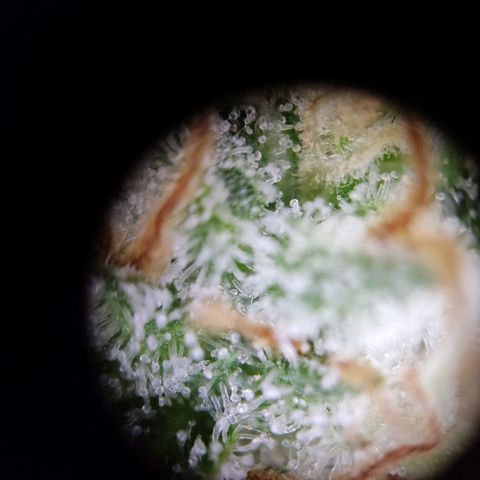Mikromachine auto growlog timeline photo