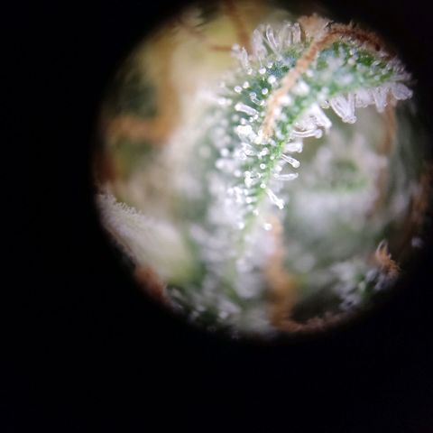 Mikromachine auto growlog timeline photo