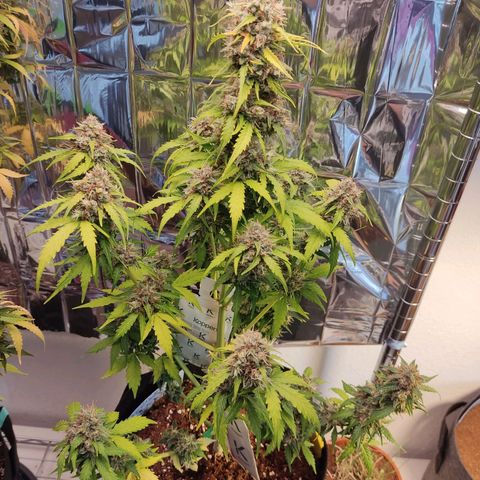 Mikromachine auto growlog timeline photo