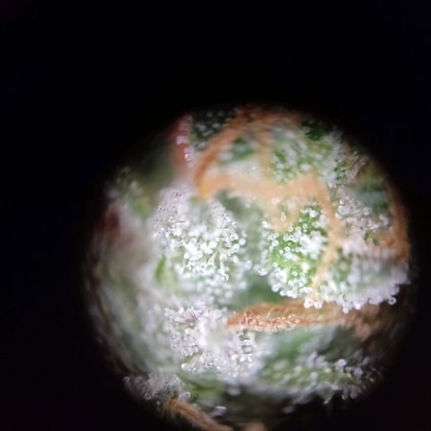 "Ani" Gelato #1 growlog timeline photo