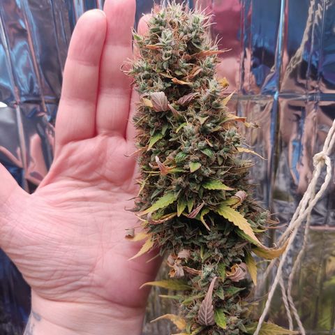 "Ani" Gelato #1 growlog timeline photo