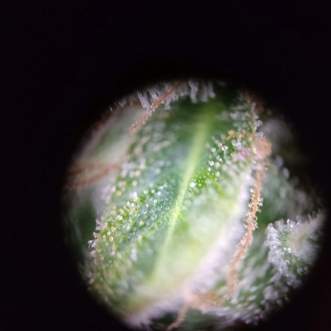 "Ani" Gelato #1 growlog timeline photo