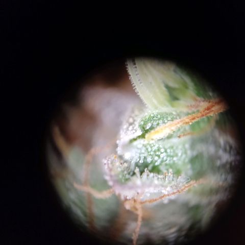 "Ani" Gelato #1 growlog timeline photo