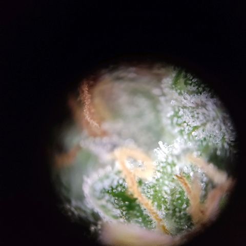 "Ani" Gelato #1 growlog timeline photo