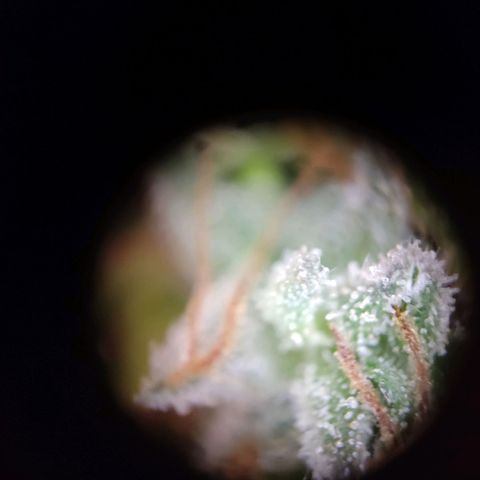 "Ani" Gelato #1 growlog timeline photo