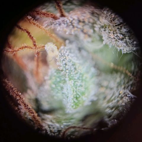 "Ani" Gelato #1 growlog timeline photo