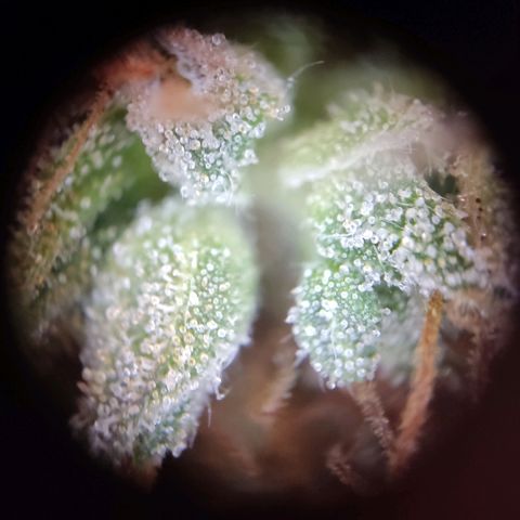 "Ani" Gelato #1 growlog timeline photo