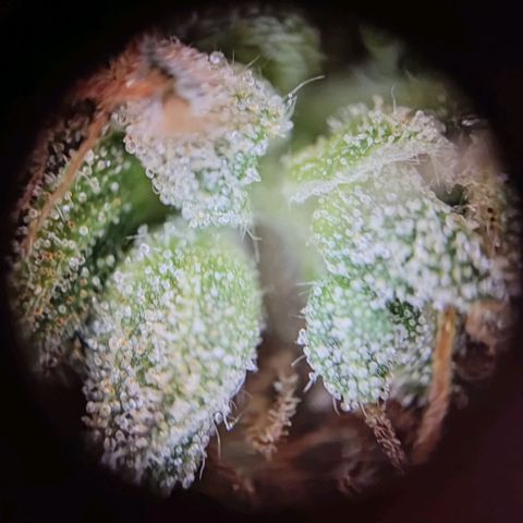 "Ani" Gelato #1 growlog timeline photo