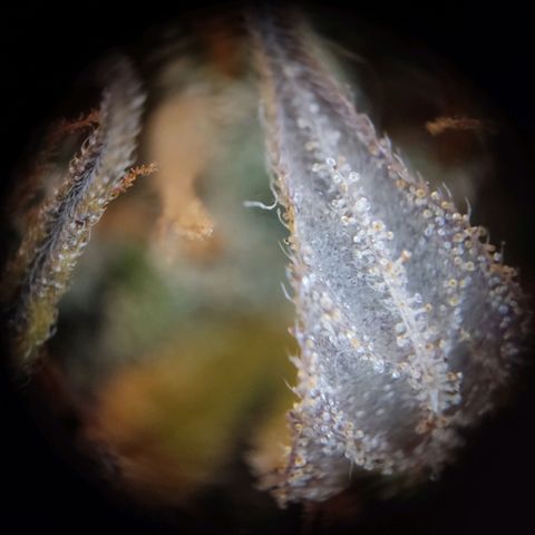 "Ani" Gelato #1 growlog timeline photo