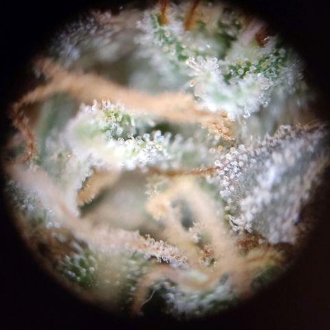 "Ani" Gelato #1 growlog timeline photo