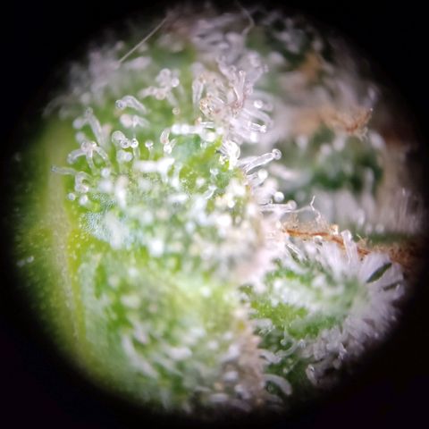 Mikromachine auto growlog timeline photo