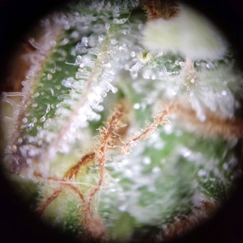 Mikromachine auto growlog timeline photo
