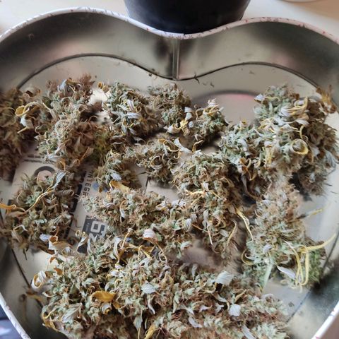 "Ani" Gelato #1 growlog photo: 20g der Ernte