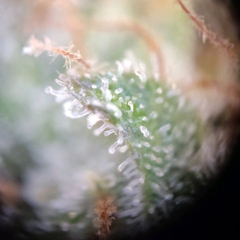 Mikromachine auto growlog timeline photo