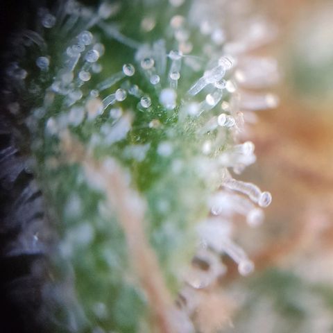 Mikromachine auto growlog timeline photo