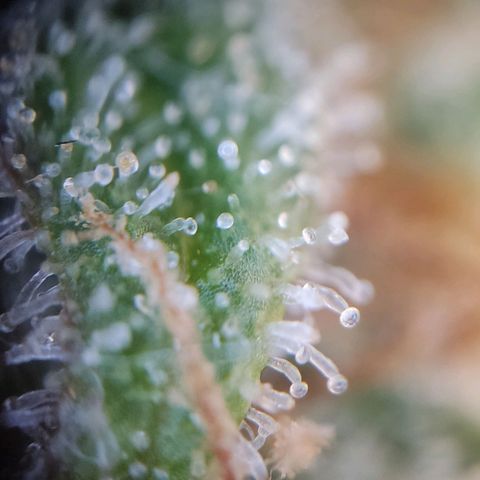 Mikromachine auto growlog timeline photo