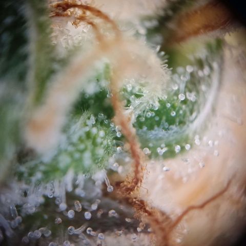 Mikromachine auto growlog timeline photo