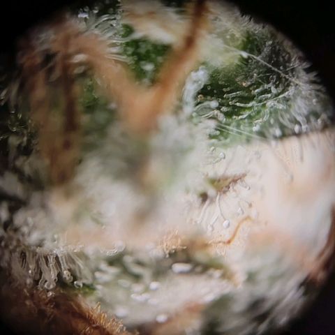 Mikromachine auto growlog timeline photo
