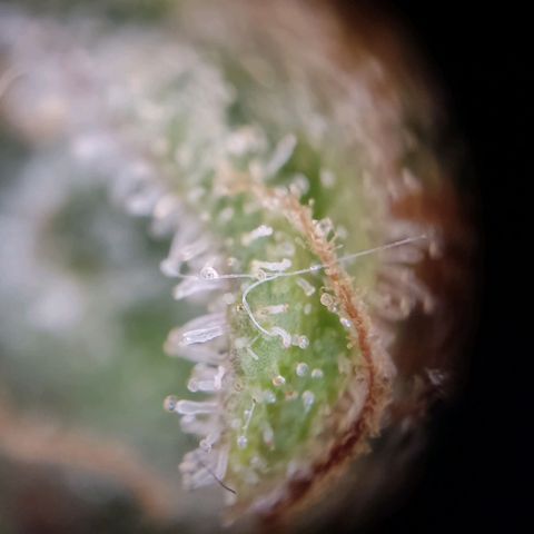Mikromachine auto growlog timeline photo