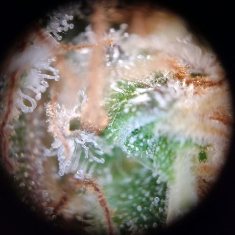 Mikromachine auto growlog timeline photo