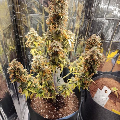 Mikromachine auto growlog timeline photo