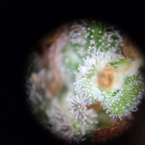 Mikromachine auto growlog timeline photo