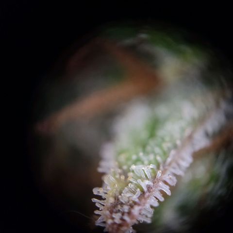 Mikromachine auto growlog timeline photo