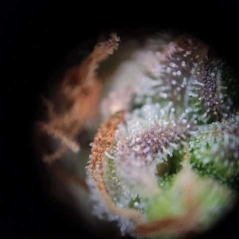 Mikromachine auto growlog timeline photo