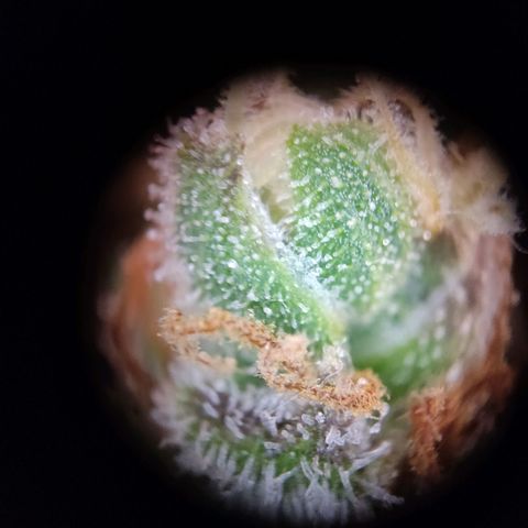 Mikromachine auto growlog timeline photo