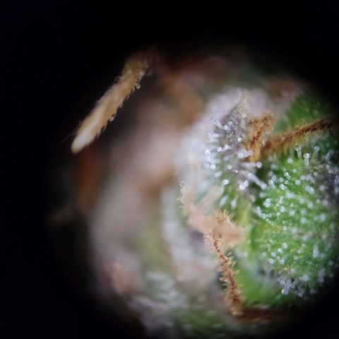 Mikromachine auto growlog timeline photo