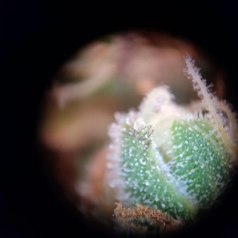 Mikromachine auto growlog timeline photo
