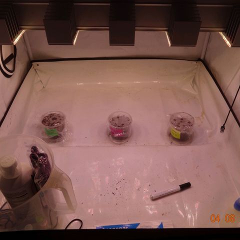 Bubble Kush Automatic growlog photo: Töpfe mit Plastikfolie abgedeckt