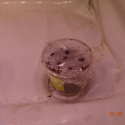 Royal Haze Automatic growlog timeline photo
