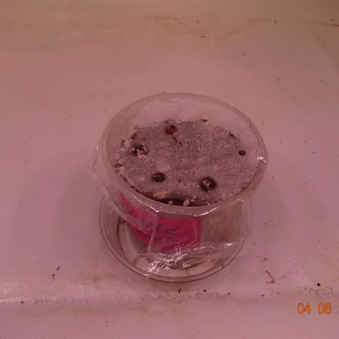 Bubble Kush Automatic growlog timeline photo