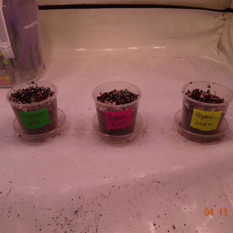 Bubble Kush Automatic growlog timeline photo