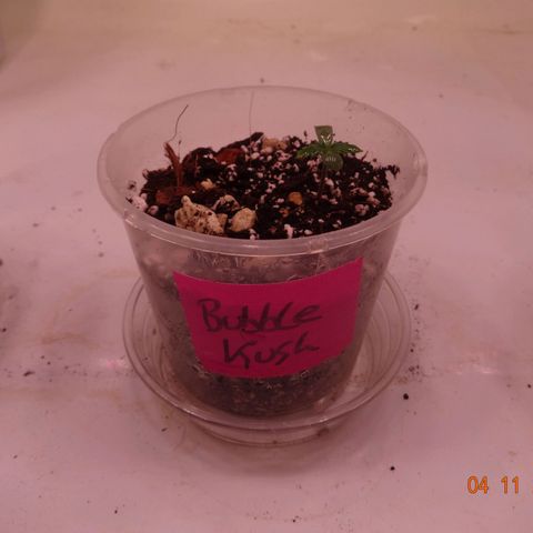 Bubble Kush Automatic growlog timeline photo