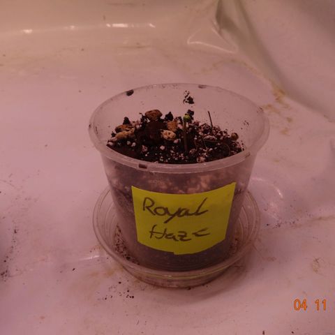 Royal Haze Automatic growlog timeline photo