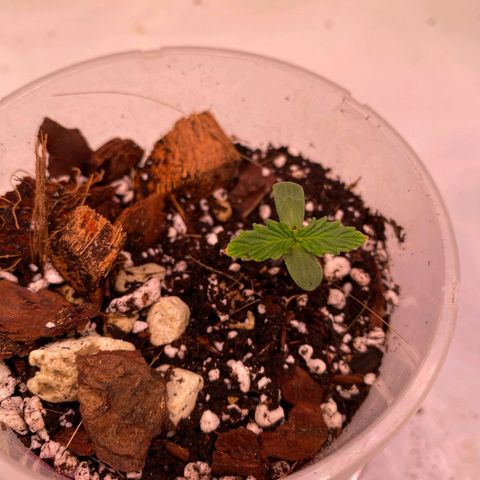Bubble Kush Automatic growlog photo: braune spitzen