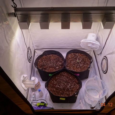 Bubble Kush Automatic growlog photo: Neue Erde (light mix), anon mit im Zelt (gute Erde, keine Schädlinge, also ok? 🤔) Lüfter aus, nur Ventilator läuft, Feuchtigkeit muss höher, Lampe auf 63cm gehängt, weil 35 viel zu nah weil die Lampe so strong is 