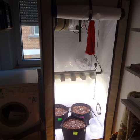 Bubble Kush Automatic growlog photo: Neue Erde (light mix), anon mit im Zelt (gute Erde, keine Schädlinge, also ok? 🤔) Lüfter aus, nur Ventilator läuft, Feuchtigkeit muss höher, Lampe auf 63cm gehängt, weil 35 viel zu nah weil die Lampe so strong is 