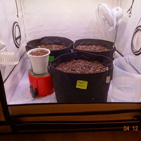 Bubble Kush Automatic growlog photo: Neue Erde (light mix), anon mit im Zelt (gute Erde, keine Schädlinge, also ok? 🤔) Lüfter aus, nur Ventilator läuft, Feuchtigkeit muss höher, Lampe auf 63cm gehängt, weil 35 viel zu nah weil die Lampe so strong is 