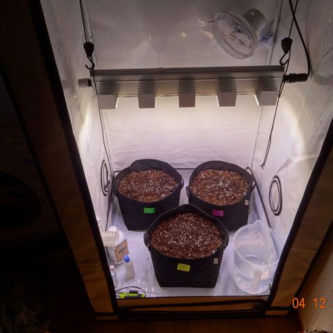 Bubble Kush Automatic growlog photo: Neue Erde (light mix), anon mit im Zelt (gute Erde, keine Schädlinge, also ok? 🤔) Lüfter aus, nur Ventilator läuft, Feuchtigkeit muss höher, Lampe auf 63cm gehängt, weil 35 viel zu nah weil die Lampe so strong is 