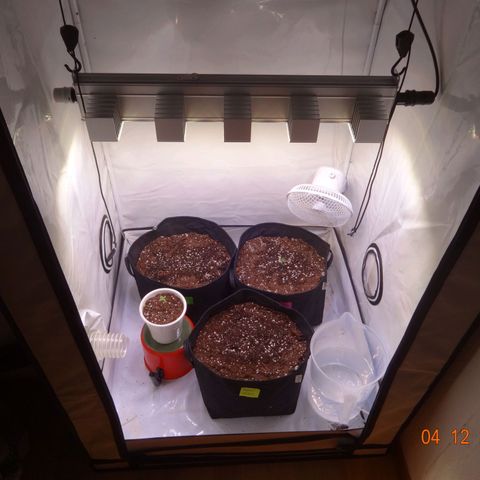 Bubble Kush Automatic growlog photo: Neue Erde (light mix), anon mit im Zelt (gute Erde, keine Schädlinge, also ok? 🤔) Lüfter aus, nur Ventilator läuft, Feuchtigkeit muss höher, Lampe auf 63cm gehängt, weil 35 viel zu nah weil die Lampe so strong is 
