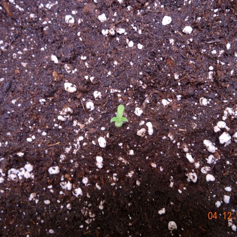 Royal Haze Automatic growlog timeline photo